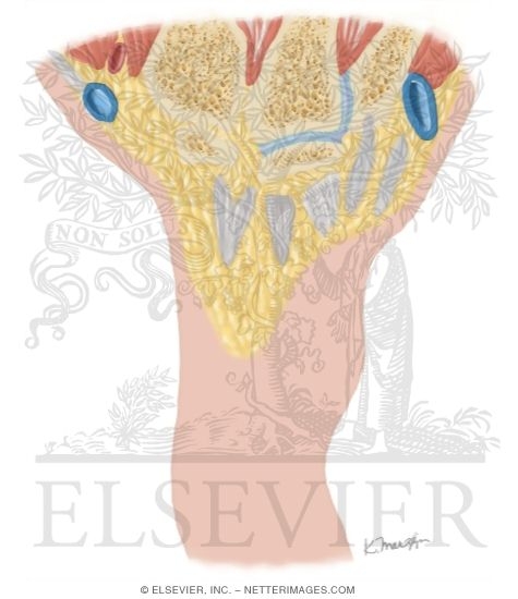 Watermarked preview of unlabeled image: Cross Section of the Wrist: Coronal View