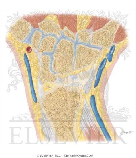 Watermarked preview of unlabeled image: Cross Section of the Wrist: Coronal View