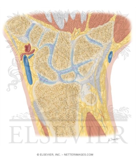 Watermarked preview of unlabeled image: Cross Section of the Wrist: Coronal View