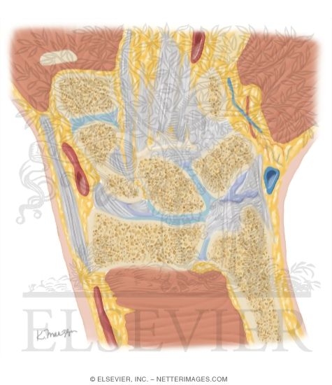 Watermarked preview of unlabeled image: Cross Section of the Wrist: Coronal View