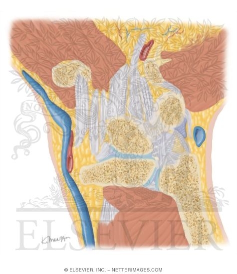 Watermarked preview of unlabeled image: Cross Section of the Wrist: Coronal View