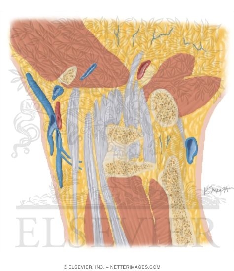Watermarked preview of unlabeled image: Cross Section of the Wrist: Coronal View