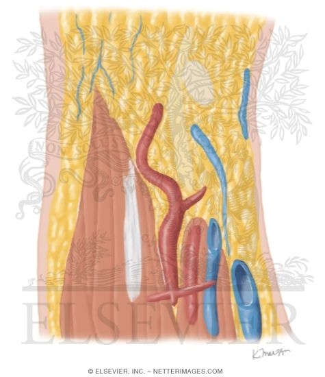 Watermarked preview of unlabeled image: Cross Section of the Wrist: Coronal View