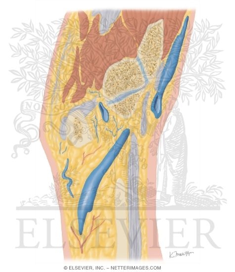 Cross Section of the Wrist: Sagittal View