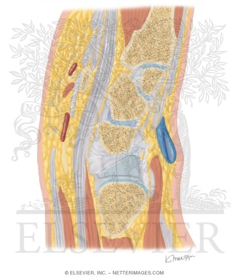Watermarked preview of unlabeled image: Cross Section of the Wrist: Sagittal View