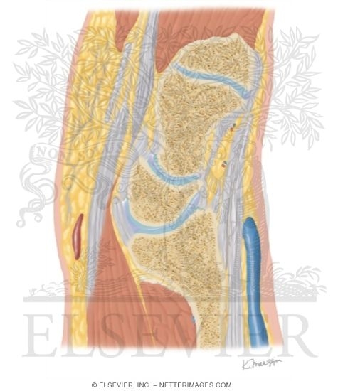 Watermarked preview of unlabeled image: Cross Section of the Wrist: Sagittal View