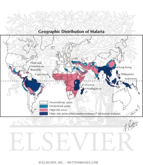 Watermarked preview of labeled image: Geographic Distribution of Malaria
Life Cycle of Malaria Parasites (P. Vivax)