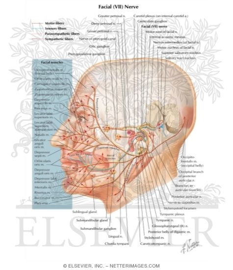 Watermarked preview of labeled image: Facial nerve (VII)