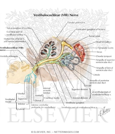 Vestibulocochlear Nerve (VIII)