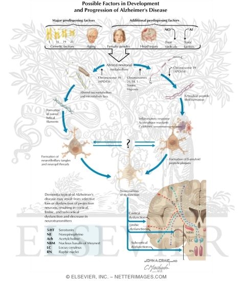 Watermarked preview of labeled image: Possible Factors in Development and Progression of Alzheimer's Disease