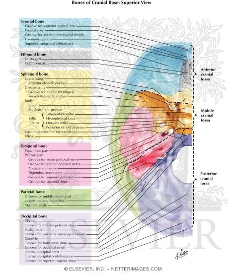Bones Markings And Orifices In Base Of Skull Bones Of