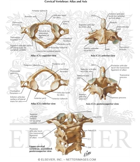 cervical vertebrae labeled axis