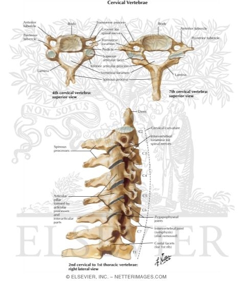 Human Cervical Vertebrae Anatomy