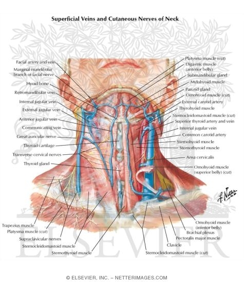 Superficial Veins and Cutaneous Nerves of Neck