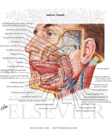 Salivary Glands