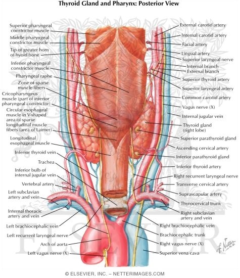 Thyroid Gland and Pharynx: Posterior View
