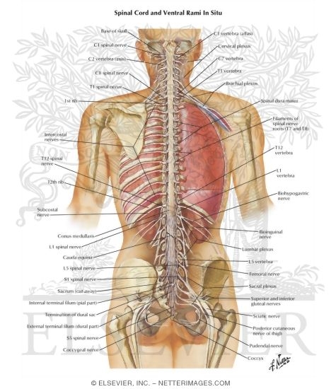 Watermarked preview of labeled image: Spinal Cord and Ventral Rami In Situ