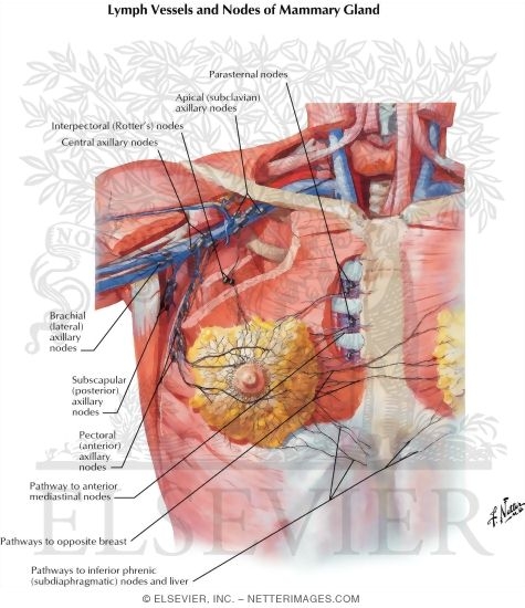 Lymph Vessels and Nodes of Mammary Gland
Lymphatic Drainage