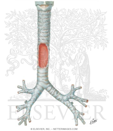 the trachea, bronchi, and terminal bronchioles contribute to anatomic dead space because: