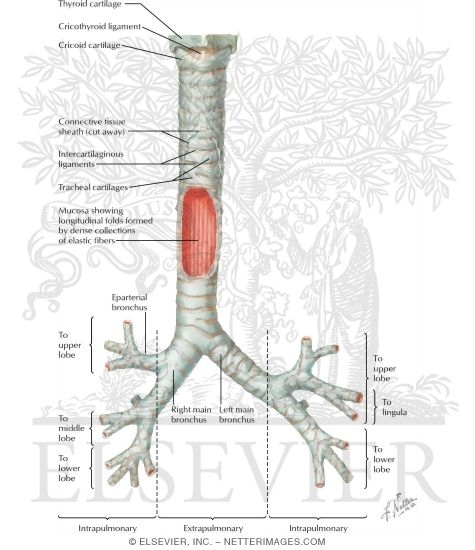Trachea and Major Bronchi