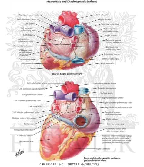 Watermarked preview of labeled image: Heart: Base and Diaphragmatic Surfaces