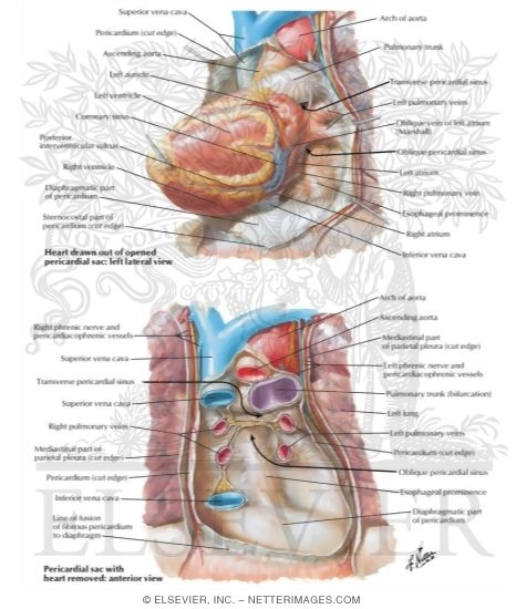 pericardial sac