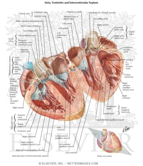 Atria, Ventricles and Interventricular Septum