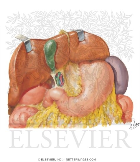 Liver