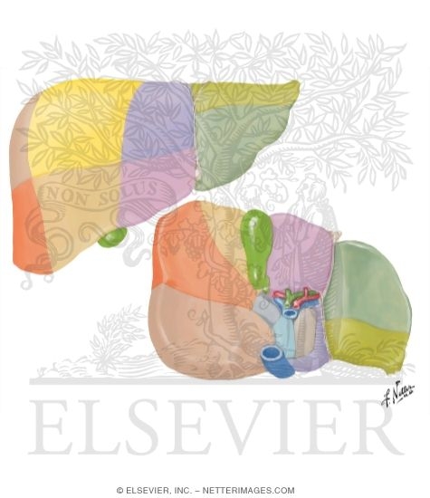 Liver