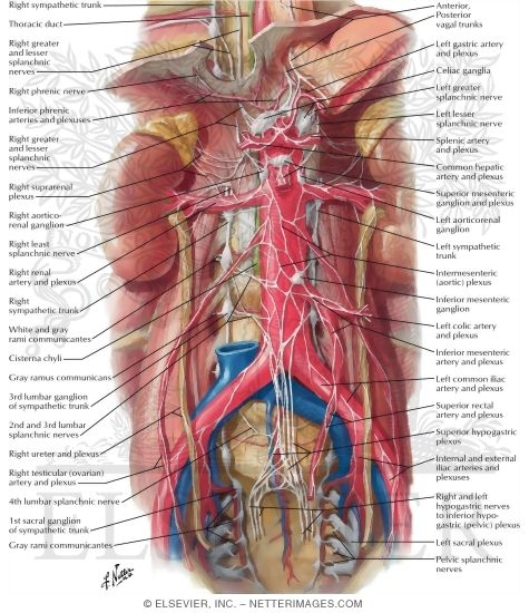Autonomic Nerves and Ganglia of Abdomen
Sympathetic Nerves In the Abdomen