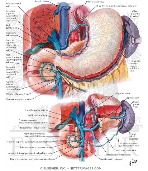 Veins of Stomach, Duodenum, Pancreas and Spleen
Venous Drainage of Stomach and Duodenum