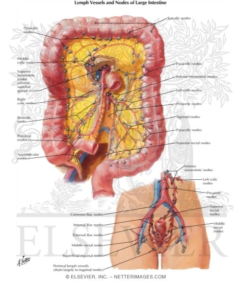 Lymph Drainage of Large Intestine