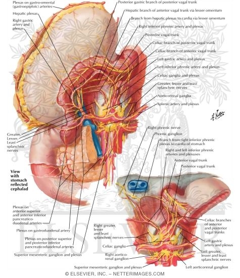 Innervation of the Stomach and the Duodenum
The Stomach and Duodenum