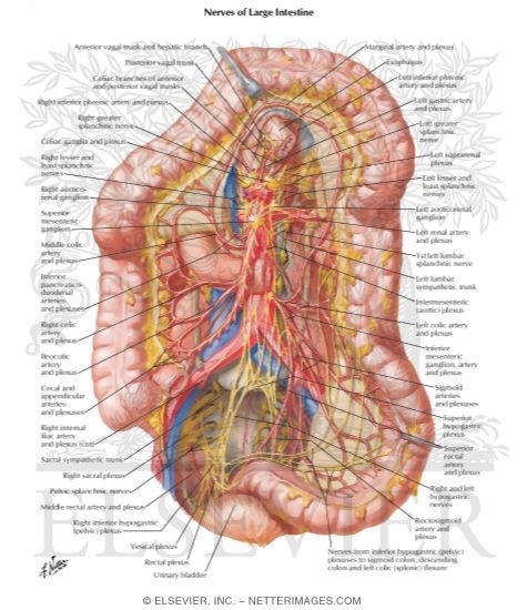 Watermarked preview of labeled image: Innervation of Small and Large IntestineLarge Intestine