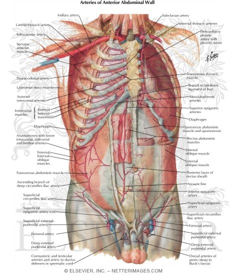 Arteries of Anterior Abdominal Wall
Blood Supply of the Abdomen