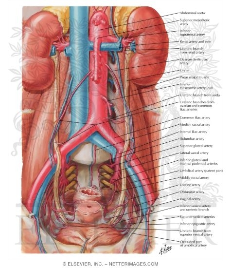 Arteries of Ureters and Urinary Bladder
Blood Supply of Ureters and Bladder