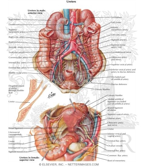 Anatomic Relations of Ureters
Ureters