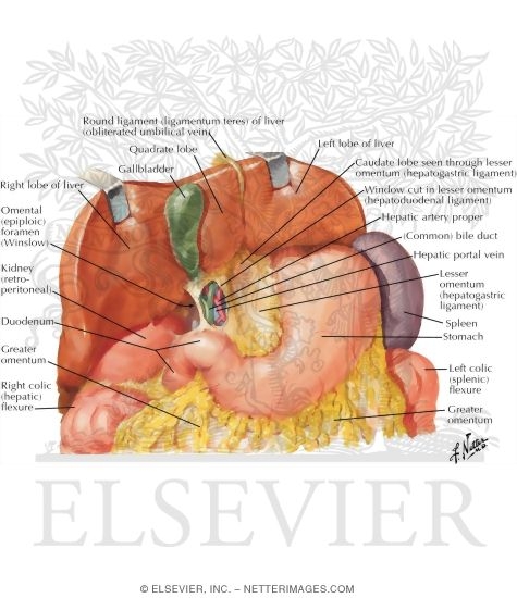 Liver