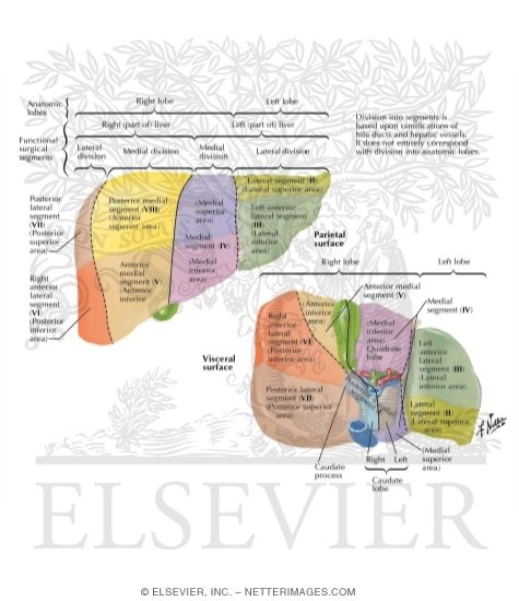 Liver