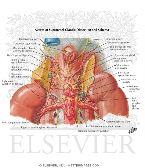 Watermarked preview of labeled image: Nerves of Kidneys and Suprarenal Glands