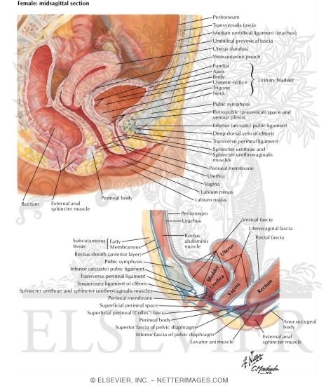 Bladder