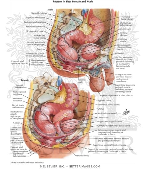 Rectum and Anal Canal - Topography, Course, and Relations
Rectum In Situ: Female and Male