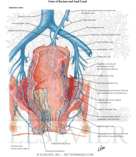 Watermarked preview of labeled image: Veins of Rectum and Anal Canal
Venous Drainage of Small and Large Intestine