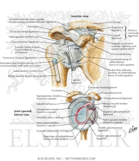 Shoulder (Glenohumeral) Joint