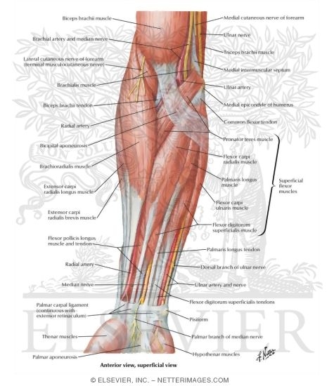 Muscles of Forearm (Superficial Layer): Anterior View