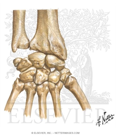 Carpal Bones