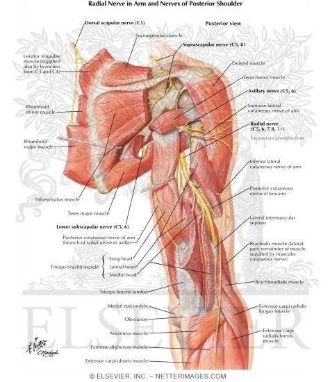 Watermarked preview of labeled image: Scapular, Axillary and Radial Nerves