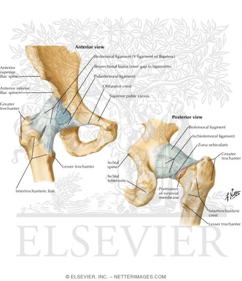 Hip Joint