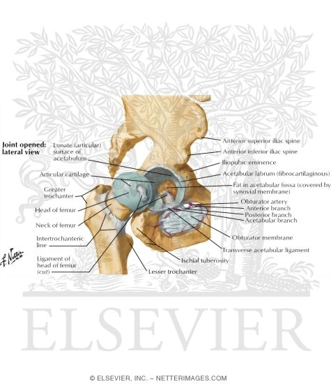 Watermarked preview of labeled image: Hip Joint