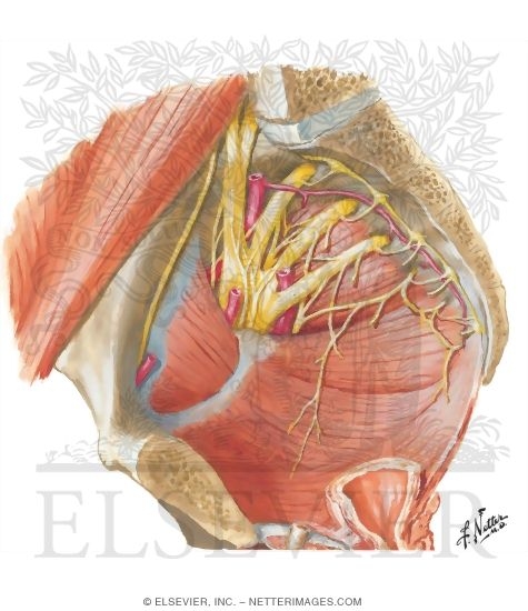 Watermarked preview of unlabeled image: Sacral and Coccygeal Plexus